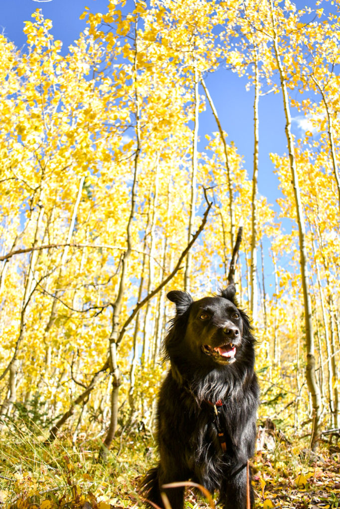 Black dog in a stand of golden aspen trees.