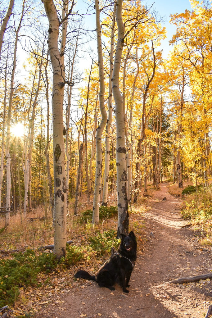 A black dog sitting on a trail in the middle of a golden aspen forest during the fall in Colorado.