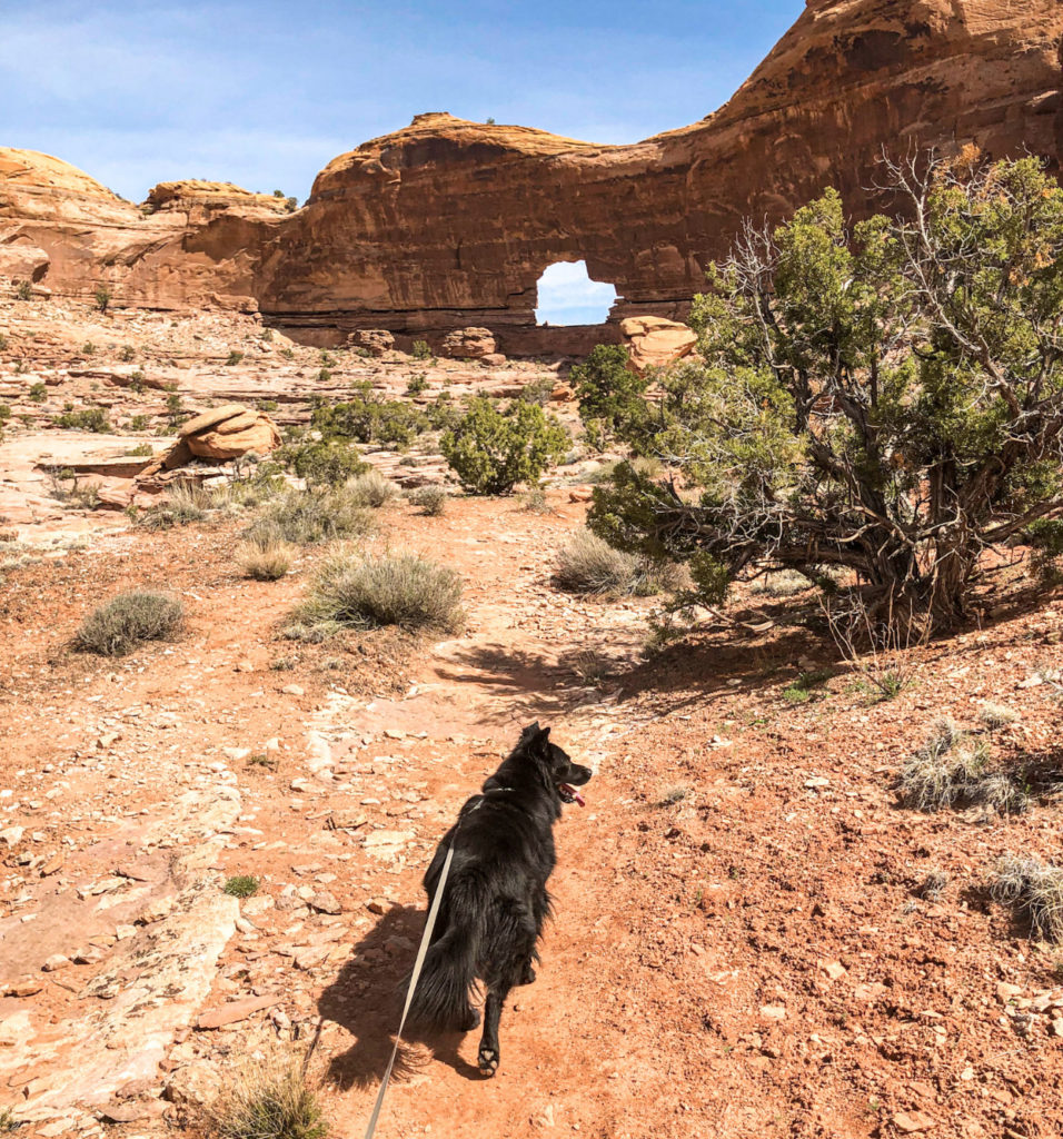 Black dog hiking Jeep Arch in Moab. Utah.