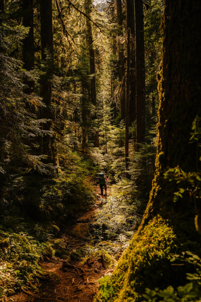 Woman backpacking in the forest in Olympic National Park.