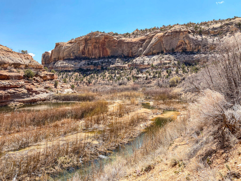 A small blueish green creek meanders through a yellow wetland in a Navajo sandstone canyon.