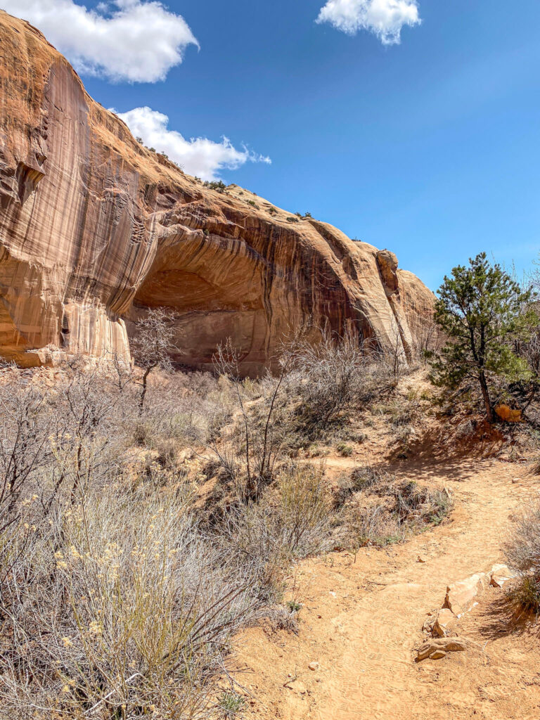 A yellow dirt trail surrounded by barren bushes with a Navajo sandstone alcove in the background.