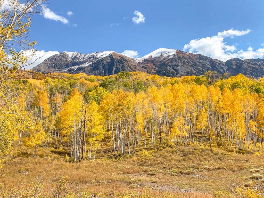 A forest of yellow aspen trees with mountains with a dusting of snow behind them in Crested Butte, Colorado in the fall.