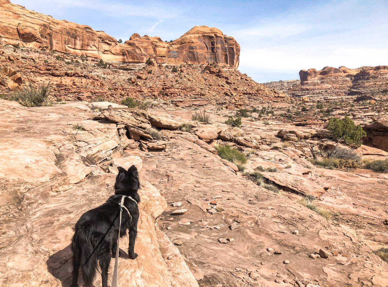 Black dog on a leash stands in a canyon while on one of the best dog-friendly hikes in Moab, Utah.