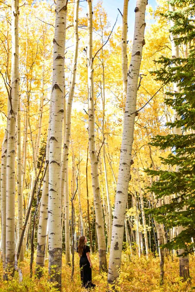 Woman in long black dress stands in a forest of golden aspen trees in Crested Butte, Colorado in the fall.