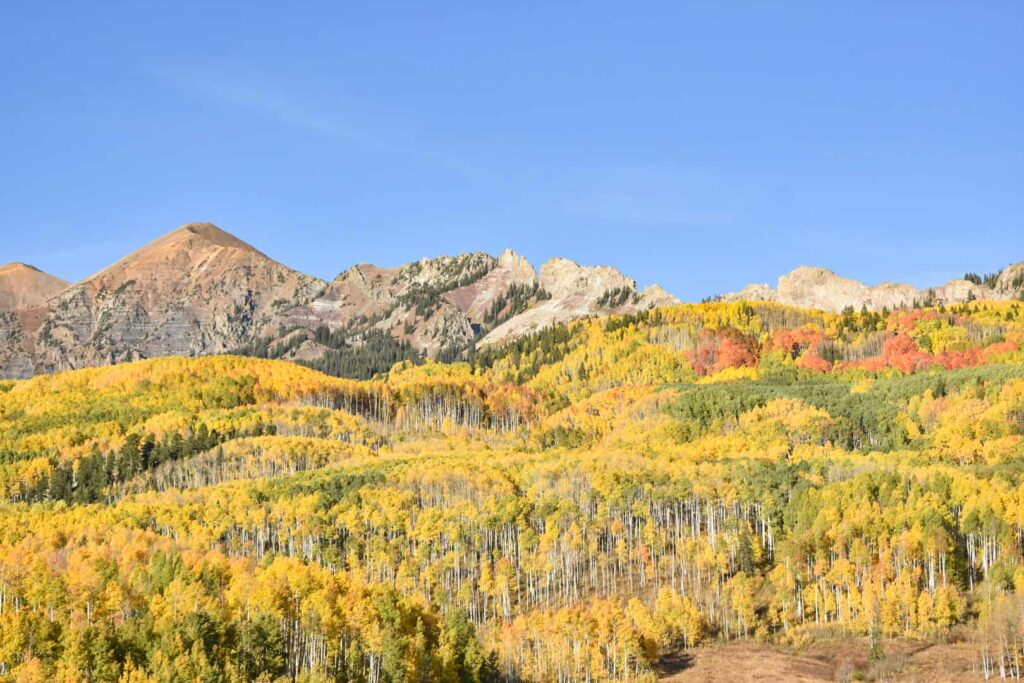 A large forest of golden aspen trees, with a group of orange trees and mountains in the background near Kebler Pass, one of the best scenic drives to see fall colors in Colorado.