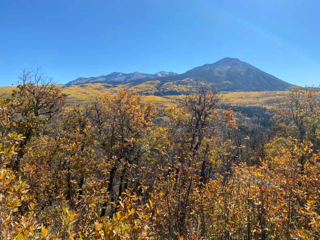 Colorful scrub oak in front of a giant grove of golden aspen trees in front of mountains along Kebler Pass in Colorado.