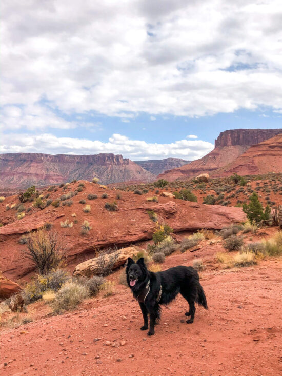 10 Best DogFriendly Hikes in Moab, Utah (Trail Guide)
