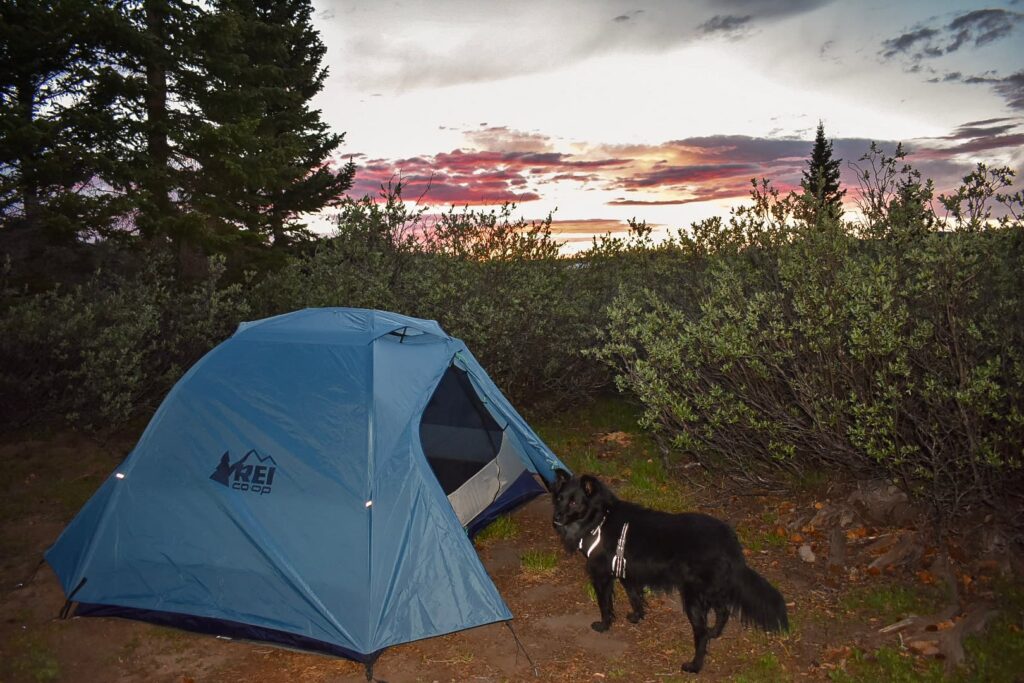 Blue backpacking tent with an REI logo set up in a patch of dirt surrounded by willows and trees with a black dog standing outside waiting to go in at sunset.