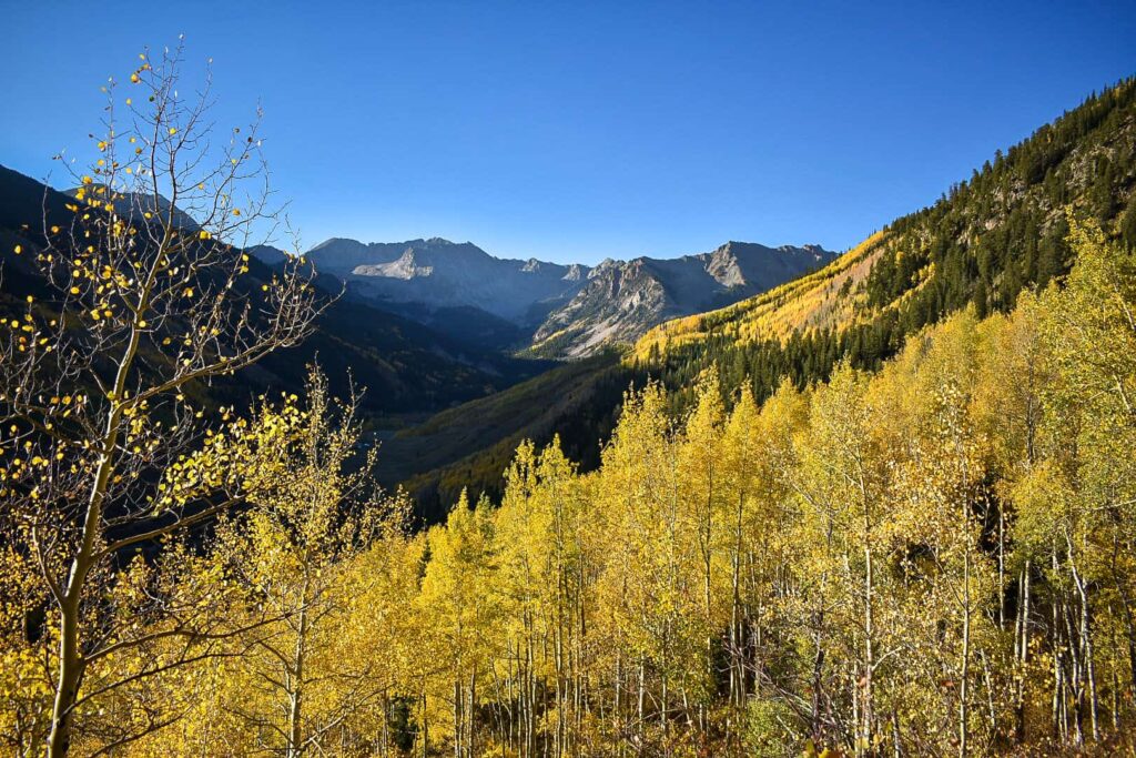 A golden aspen forest with mountains in the distance in Aspen, Colorado during the fall.