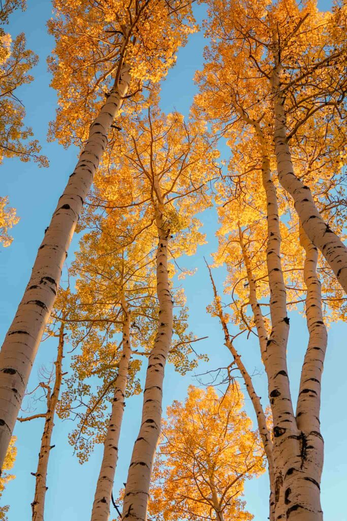 Looking up at golden aspen trees against a blue sky.