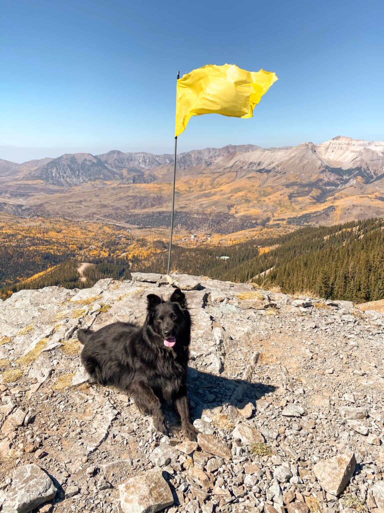A black dog lays in front of a yellow flag overlooking Telluride, Colorado in the fall.