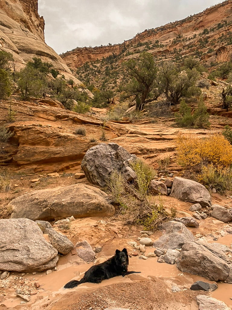 Black dog in a puddle in Devils Canyon.