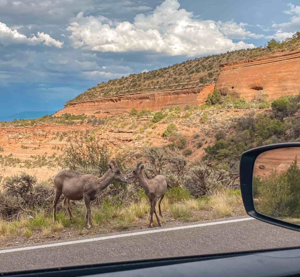 Bighorn sheep next to the road in Colorado National Monument.