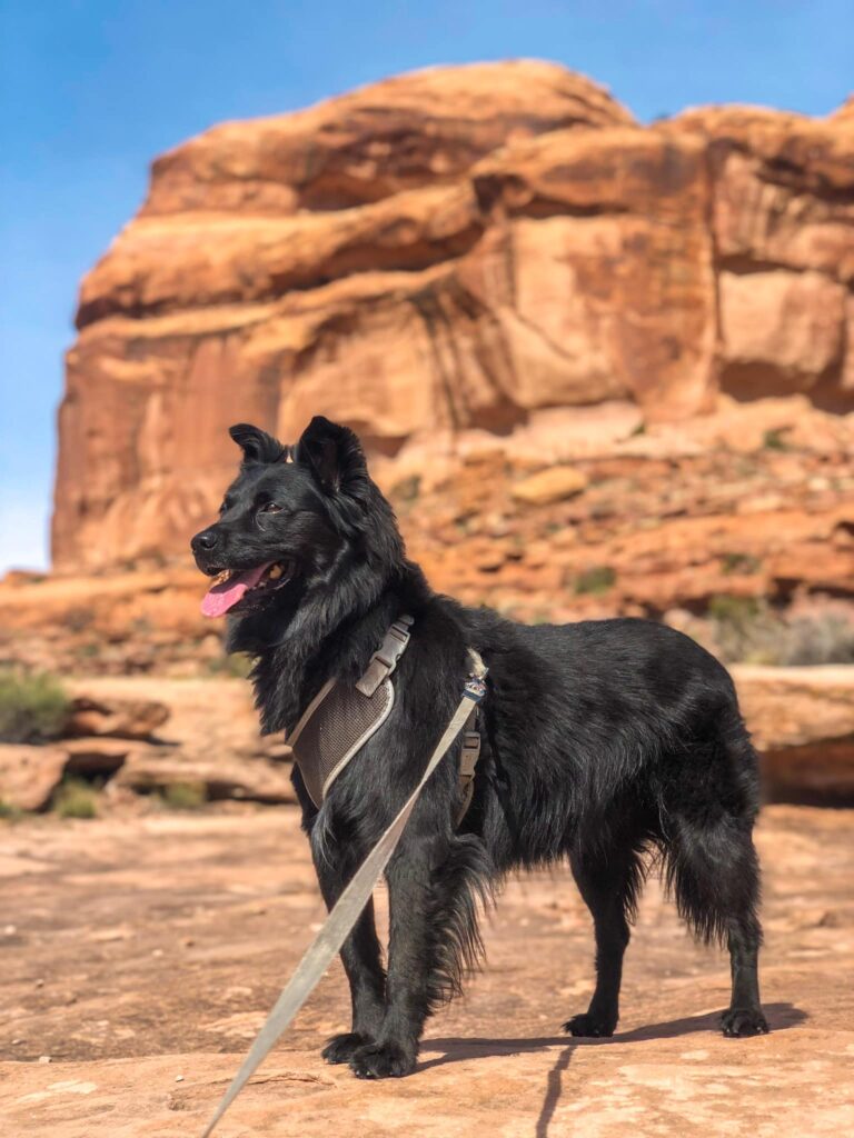 Black dog on a leash on a hike in Southern Utah.