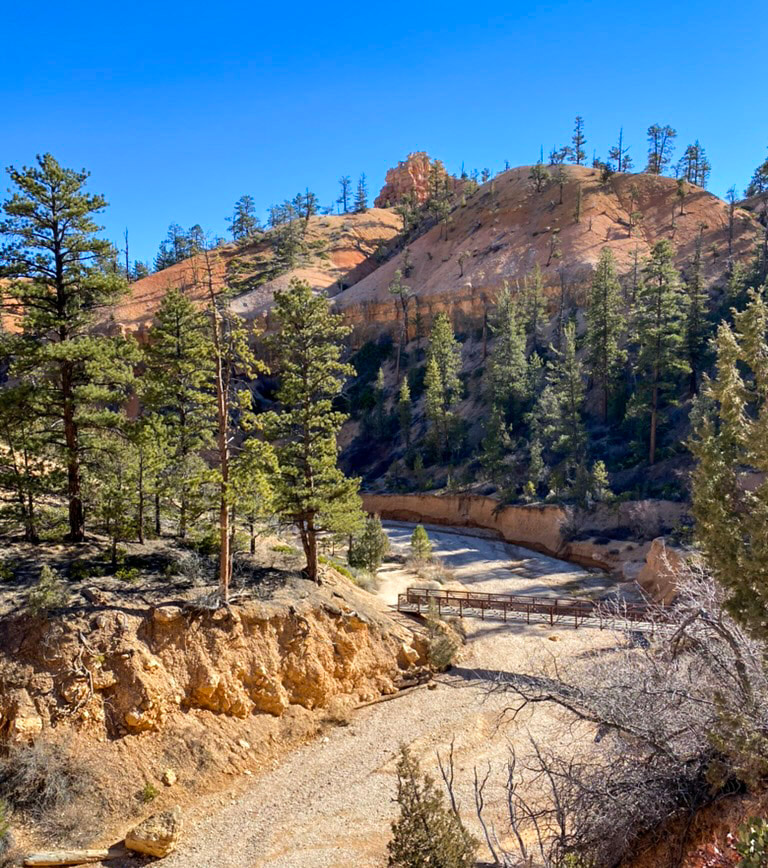 A bridge along a hike in an orange canyon surrounded by ponderosa pines.