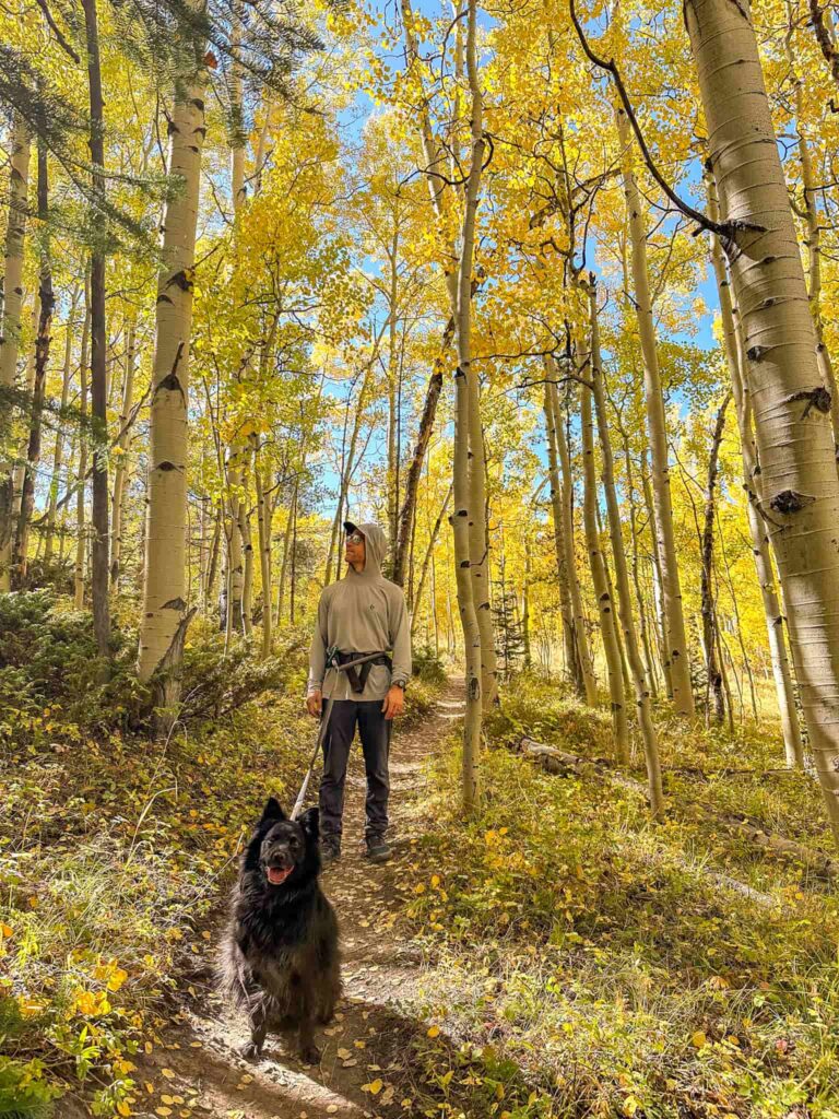 Man hiking with a black dog on a leash in a forest of golden aspen trees.