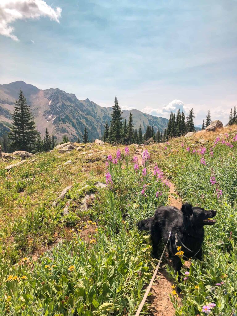 Black dog hiking in Colorado through wildflowers in the mountains.