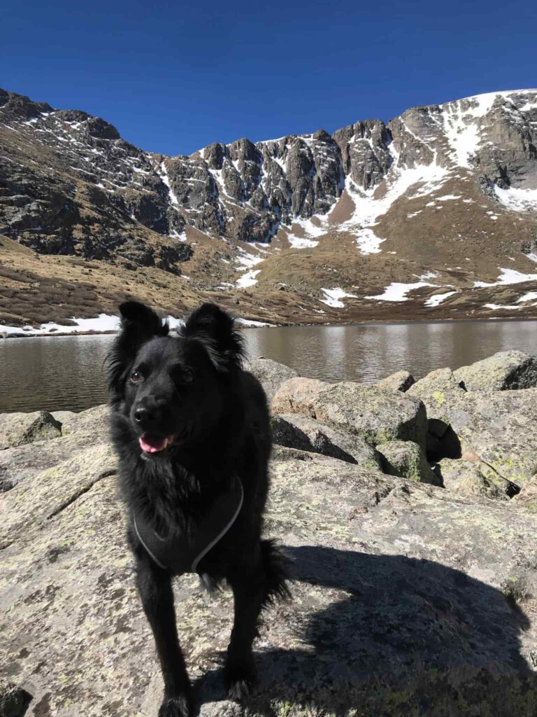 Black dog on a rock in front of an alpine lake surrounded by snow covered mountains while hiking in Colorado.