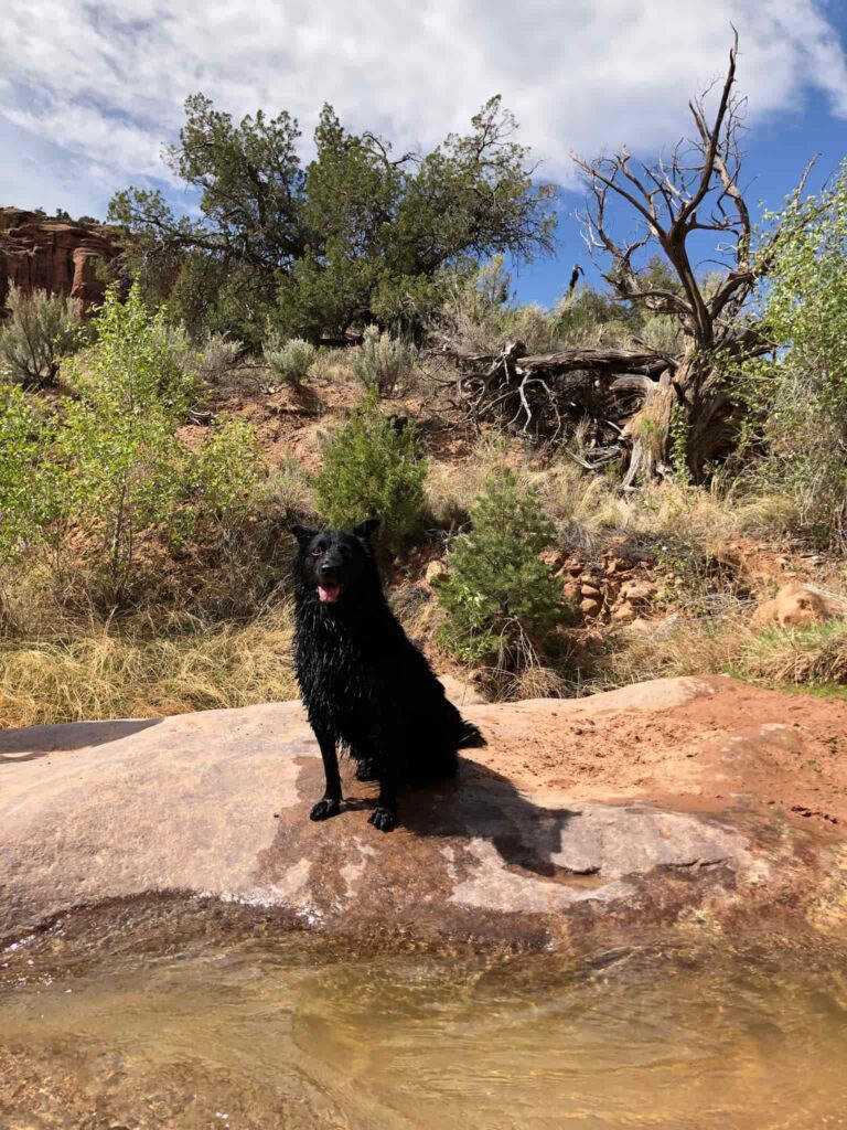 A wet, black dog sits on a rock in a desert canyon while on a dog-friendly hike in Colorado.