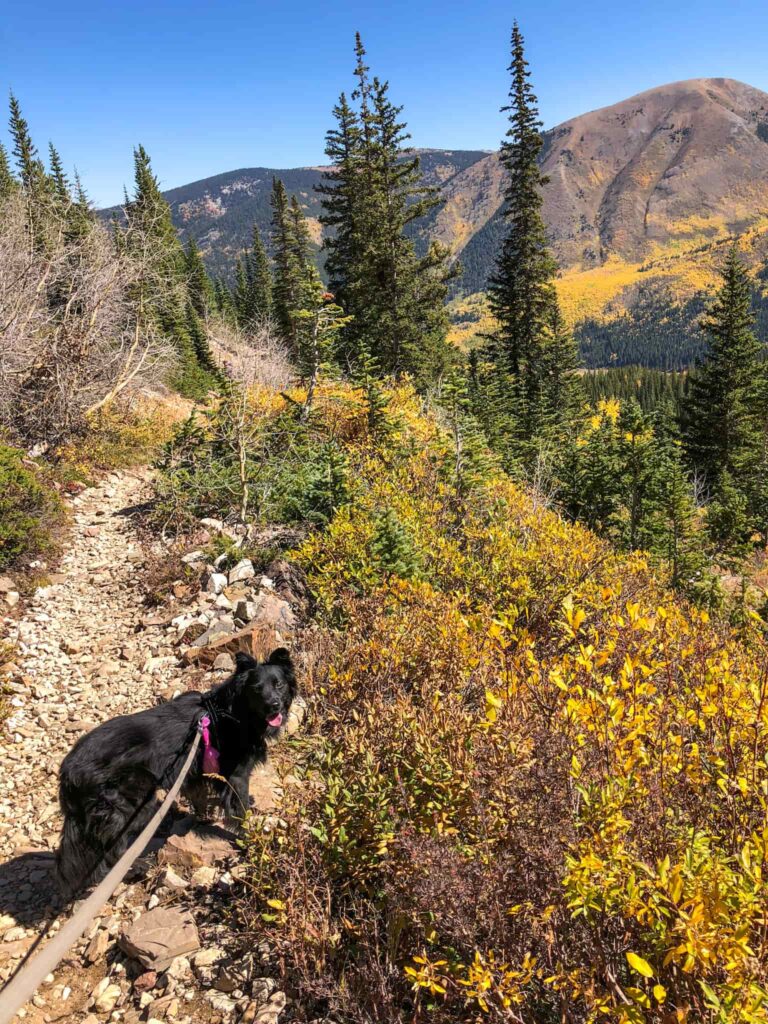 A black dog stands on a dog-friendly trail in Colorado while hiking in Aspen during the fall.