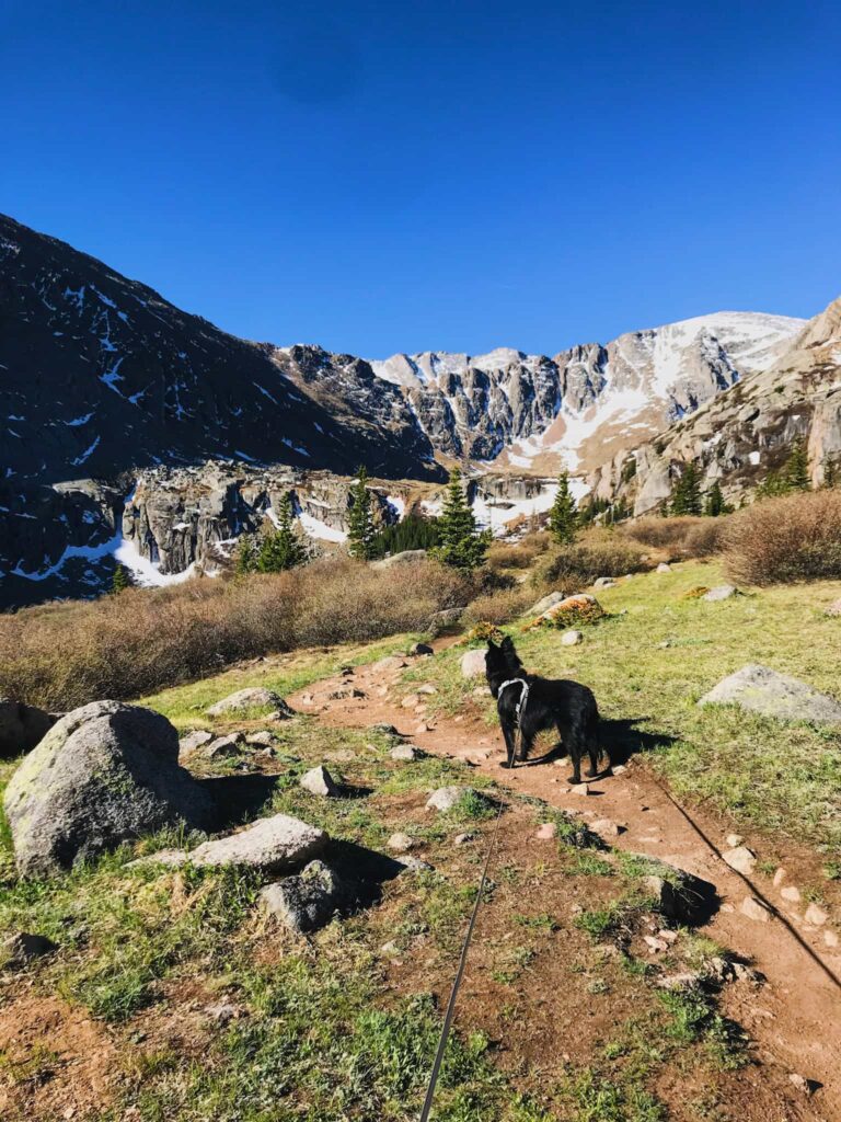 Leashed black dog on a hike in Colorado surrounded by mountains.