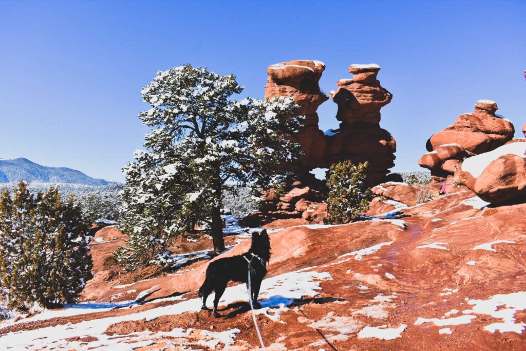 A black dog on a leash standing on red rocks while hiking in Garden of the Gods.