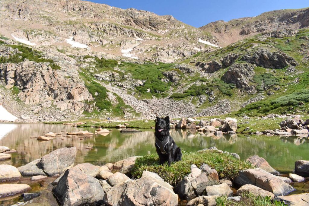 A black dog sits on a grassy island near the shore of an alpine lake while hiking in Colorado.
