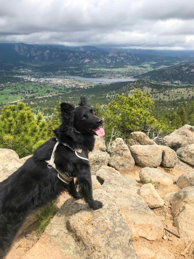 Black dog posing on a rock with his tongue out overlooking Estes Park, Colorado.