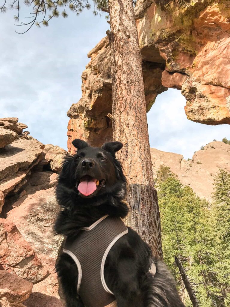 Black dog wearing a harness with his tongue out in front of Royal Arch in Boulder while on a dog-friendly hike in Colorado.