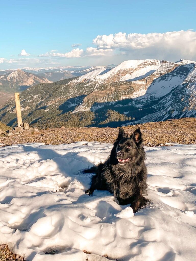Black dog laying in snow in the mountains in Crested Butte.