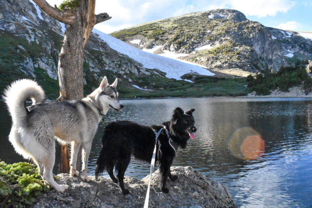A husky and black dog stand on a rock next to an alpine lake with a snowfield in the background while hiking in Colorado.