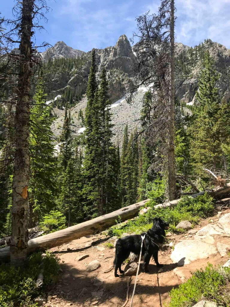 Black dog on a leash on a hiking trail in front of mountains in Colorado.
