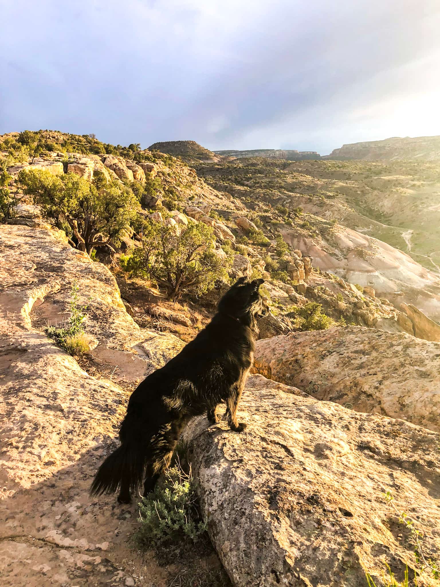 A black dog stands on the edge of a rock on a trail in Grand Junction, Colorado at sunset.